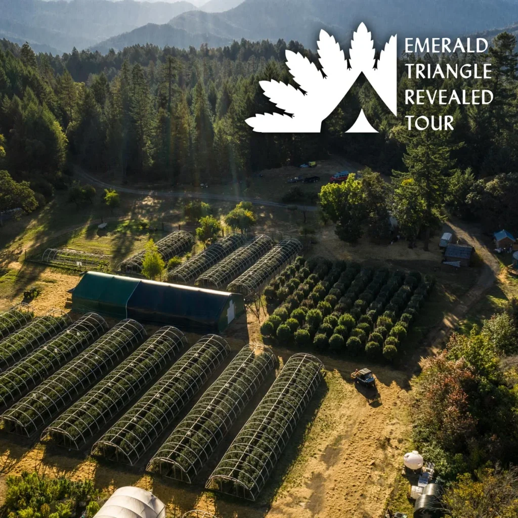 Emerald Triangle Revealed Tour: aerial view of a cannabis farm