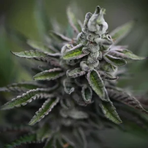 Close-up of a cannabis flower among leaves