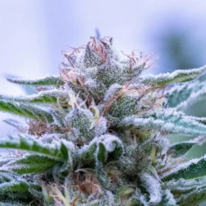 Frosty cannabis flower growing on the plant