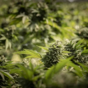 Cannabis plants growing in the sun