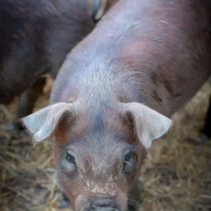 Close-up of a pig on the farm