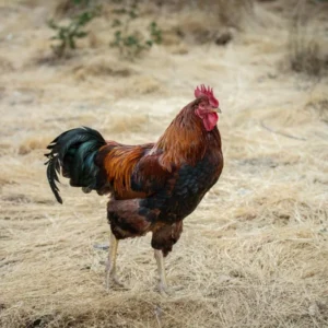 Rooster walking through dry grass on the farm