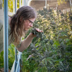 Woman smelling a cannabis plant in the garden