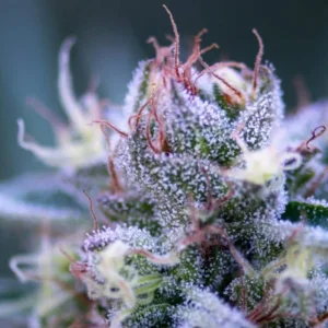 Close-up of a frosty purple-tinged cannabis flower