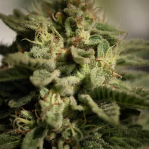 Close-up of a dense cannabis flower top