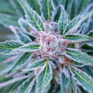 Close-up of a mature cannabis cola covered in trichomes