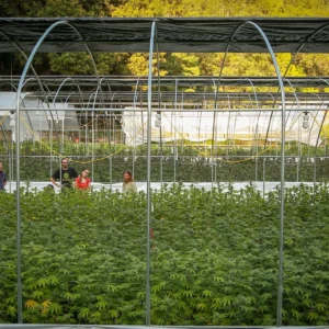Rows of cannabis plants in a hoop greenhouse