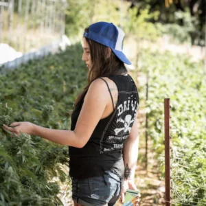 Woman assessing a cannabis plant on a farm tour