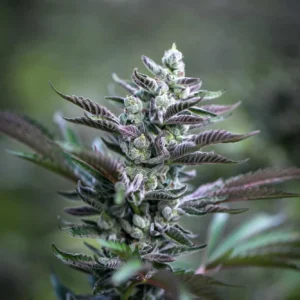 Cannabis flower nearing harvest