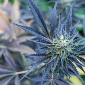 Purple cannabis flower close-up
