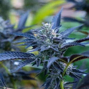 Close-up of a flowering cannabis plant