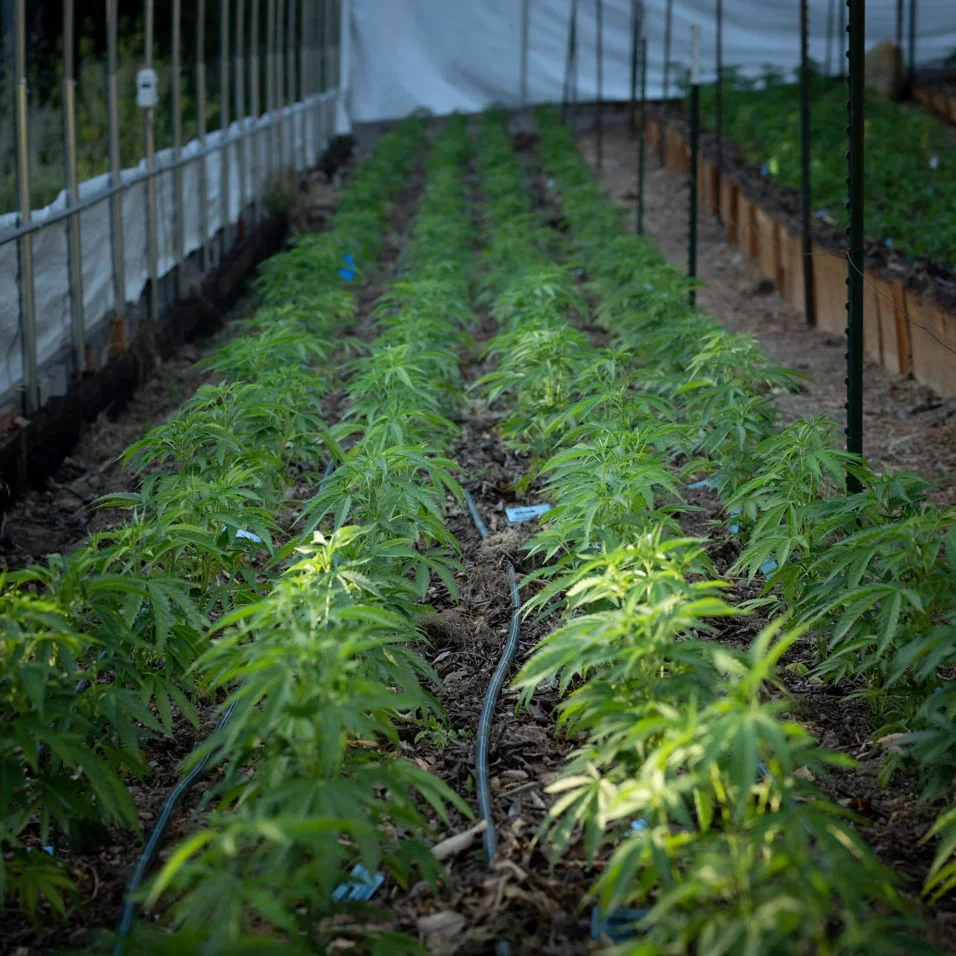 Rows of young cannabis plants growing in a greenhouse