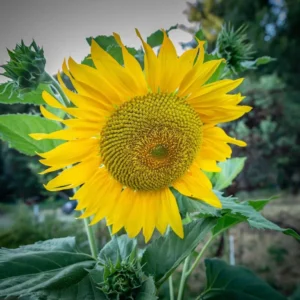 Tall sunflower in bloom on the farm