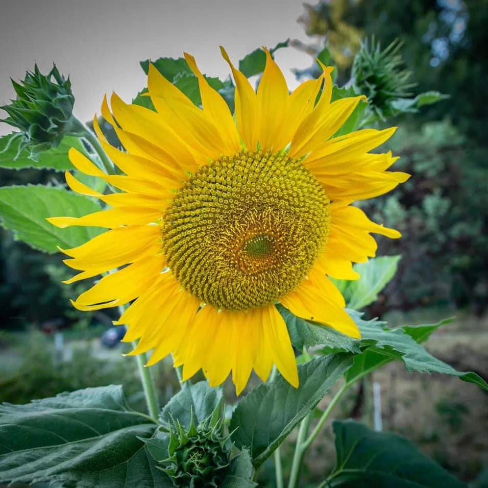 Tall sunflower in bloom on the farm