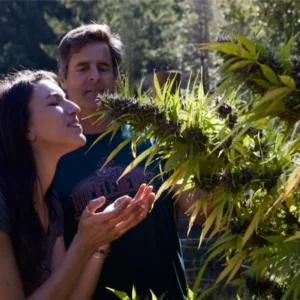 Couple admiring a cannabis plant on the Emerald Triangle Revealed tour