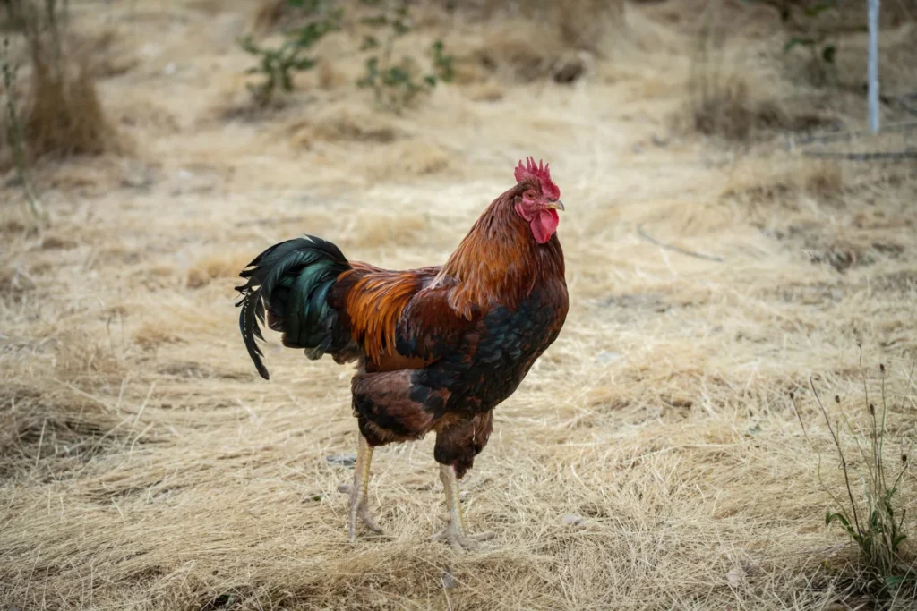 Rooster standing in dry grass, side view