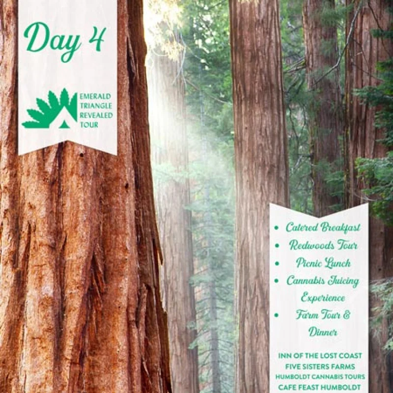 Emerald Triangle Revealed Tour day 4 itinerary in a redwood forest