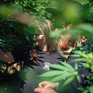 Farmer tending cannabis plants