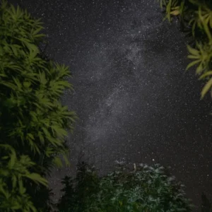 Starry night sky over the trees