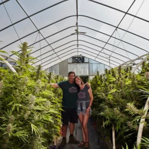 Two farmers in a greenhouse full of cannabis