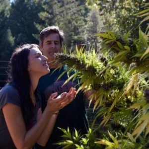 Two guests smelling cannabis flowers on the farm