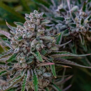 Close-up of a Lemon Diesel cannabis flower