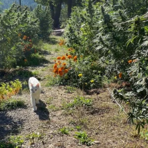 White cat walking through the cannabis garden at Five Sisters Farm