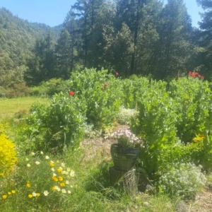 Poppies blooming in the garden at Five Sisters Farm